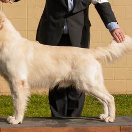 Golden Retrievers from Tilly Puppies