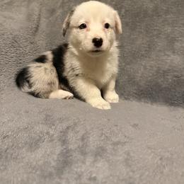 Zeus - Blue merle and white male Cardigan Welsh Corgi puppy in Madera Acres, California from All Star Corgis