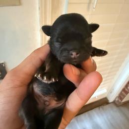 Boy 1 - Sable male Shih Tzu puppy in Bastrop, Louisiana from Happy Scout's Shih Tzu's