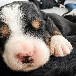 Pink - Tri-color female Bernedoodle puppy in Marne, Michigan from MI Doodles