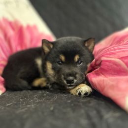Thaddeus - Black and tan male Shiba Inu puppy in Ewing Township, New Jersey from NJ Shiba Baby