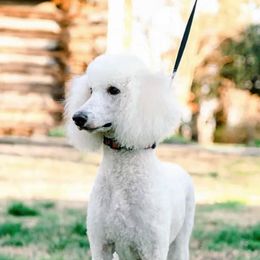 Goldendoodles and Poodles from Green Heart Poodles and Doodles