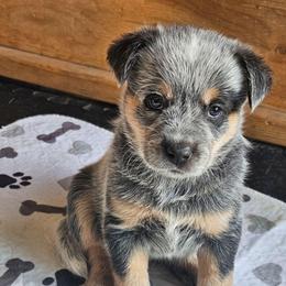 Tucker - Blue speckled male Australian Cattle Dog puppy in Cora, Wyoming from Lyla Hinman's Australian Cattle Dogs