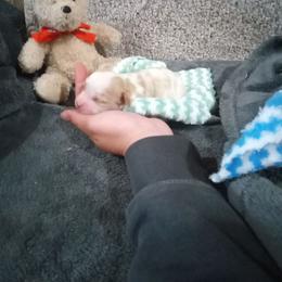 Oliver - Tan and white male Cavachon puppy in Millersburg, Ohio from My Furry Friends