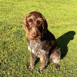 Alexa Mae - Wirehaired Pointing Griffon
