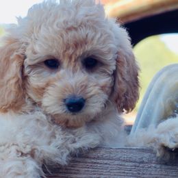 Georgie - Cream Goldendoodle puppy in Huntington, Arkansas from Prairie Creek Goldendoodles