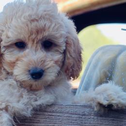 Georgie - Cream Goldendoodle puppy in Huntington, Arkansas from Prairie Creek Goldendoodles
