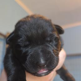 Red - Bi-color male German Shepherd puppy in Nekoosa, Wisconsin from Waldrand Kennel LLC
