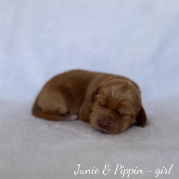 Harbor - Caramel female Australian Labradoodle puppy in Belding, Michigan from Rutu Australian Labradoodles