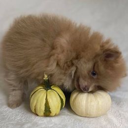 Pomeranian Puppies from Partain Poms