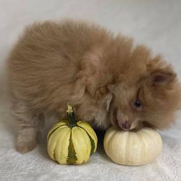 Pomeranian Puppies from Partain Poms