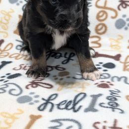 Maize - Black tri-color female Australian Shepherd puppy in Squaw Valley, California from A&M Australian Shepherds