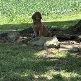 Golden Retriever Puppies from Apple Country Retrievers