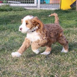 Aluminum she has a lavender collar - Apricot female Australian Labradoodle puppy in Provo, Utah from EllsWORTH Labradoodles LLC