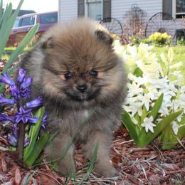 Kirby - Orange sable male Pomeranian puppy in Memphis, Michigan from Magix'z Pomeranians