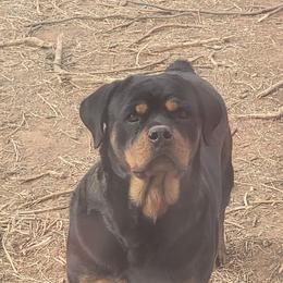 Zena - Rottweiler