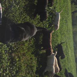 Labrador Retriever Puppies from Mahan Labs