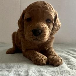 Shasta - Red  female Goldendoodle puppy in Lowville, New York from Adirondack Labradoodles