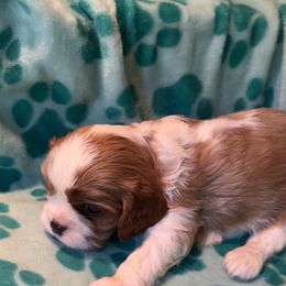 Joshua - Blenheim male Cavalier King Charles Spaniel puppy in Warren, Maine from Cloud Nine Cavaliers