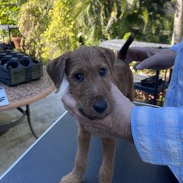 Irish Terrier Puppies from James' Irish Terriers