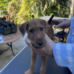 Irish Terrier Puppies from James' Irish Terriers