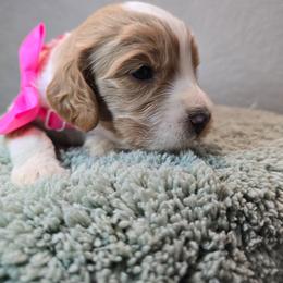 Poseidon - Blenheim male Cavapoo puppy in Roseville, California from Heavenly Goldendoodles