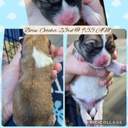 Boy 2 - Red male Shiba Inu puppy in Jackson, Ohio from Starlight Shibas