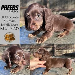 Phoebus - Chocolate male Dachshund puppy in Denham Springs, Louisiana from Rockin’ with Dachshunds
