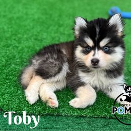 Toby - Black and white male Pomsky puppy in Eastman, Georgia from Once Upon A Pomsky