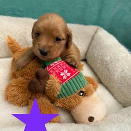 Peanut - Red female Dachshund puppy in St Johns, Arizona from Glamorous Doxies