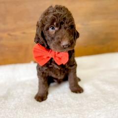 Double Doodle and Labradoodle Puppies from Magnolia & Finn Doodles