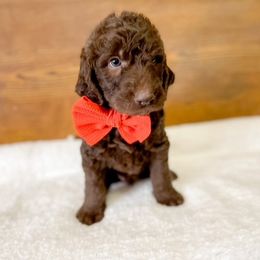 Double Doodle and Labradoodle Puppies from Magnolia & Finn Doodles