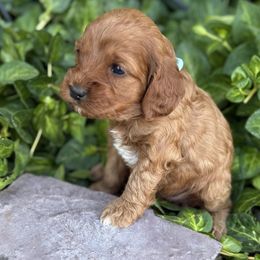 Turquoise - Red female Cockapoo puppy in Preston, Idaho from Shaffer Top Notch Puppies