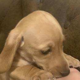 Cream female   Smooth  coat - Cream female Dachshund puppy in Bethany, Connecticut from Mardox Dachshunds