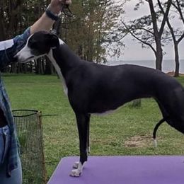 Layla - Whippet