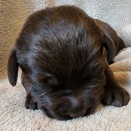 Yellow - Chocolate male Labrador Retriever puppy in Siloam Springs, Arkansas from Karemy Kennels (Karemy Labradors)