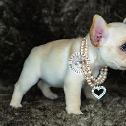 French Bulldog Puppies from Tran's Bullies