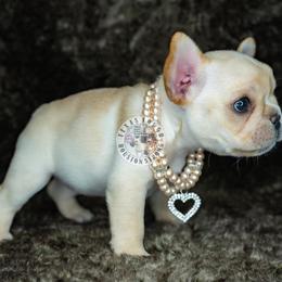 French Bulldog Puppies from Tran's Bullies