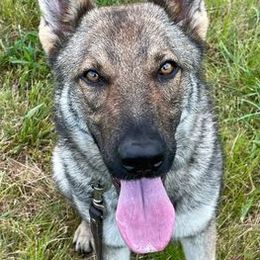 German Shepherds and Golden Retrievers from Von Der Raeuberbande German Shepherds