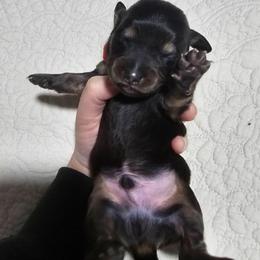 Truffle- CKC - Black and tan male Dachshund puppy in Loganville, Georgia from Royal Dackel Haus