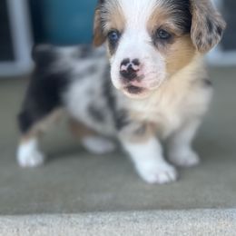 Vienna - Blue merle and white female American Corgi puppy in Brownstown, Indiana from Brave Country Kennels
