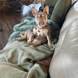 Indi - French Bulldog