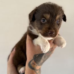 Rider - Red tri-color male Miniature American Shepherd puppy in Tucson, Arizona from Outlaw Minis