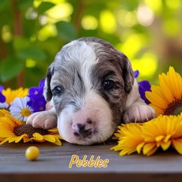 Pebbles - Blue merle female Aussiedoodle puppy in Lebanon, Oregon from Abbott Family Farm