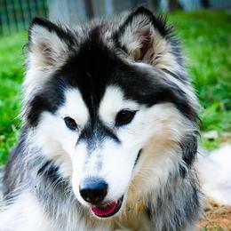 Raven - Siberian Husky