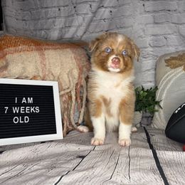 RAVEN - Red merle female Miniature Australian Shepherd puppy in Peoria, Arizona from B My Sunshines Mini Aussies