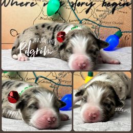 (1) Pilgram - Blue merle male Australian Shepherd puppy in Huntington, Texas from JKKJ Farms