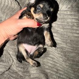 Sansa - Black sabled fawn female Chihuahua puppy in Washington, Washington, D.C. from VIP Chihuahuas