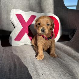 Girl 1 - female Australian Labradoodle puppy in Ferndale, Washington from Annie's Doodles