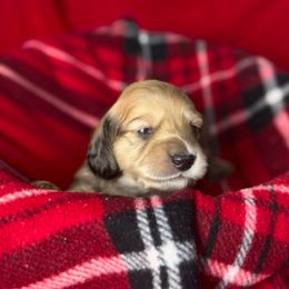 Dancer - Cream male Dachshund puppy in Kingman, Arizona from Diddle Bros Dachshunds